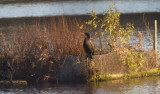 Cormorant catching the days last sunrays
