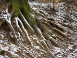 Snow-powdered roots