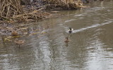 Mallard family outing