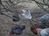 Hen perching on tree