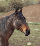 Horse after completing a springtime mudbath