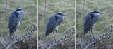 Heron thinking about his next move