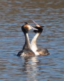 Crested grebes taking a liking to each other