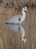 Grey heron on the lookout for lunch