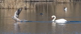 Greylag goose being chased by a swan