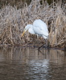 Great White Egret about to be successful