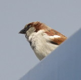 Tree sparrow - Moineau friquet - Feldsperling - Feldspatz