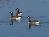 Canada geese outing