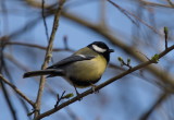 Great tit checking the spring buds