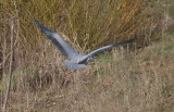 Grey heron - hron cendr - Graureiher - Groreer - so long
