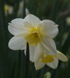 Narcissus shyly looking out from the undergrowth