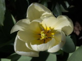 Pale yellow tulip