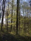 Fresh leaves twinkling in the morning sun