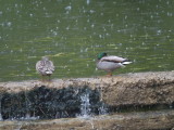 Mallard ducks in todays weather