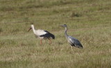 Stork and heron