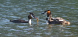 Crested grebe family with fresh fish for dinner