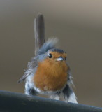 Robin - can I have some breakfast, too, please?
