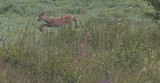 Red deer escaping and hiding