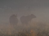 Water buffalo intrigued by their early morning visitor