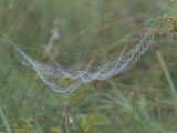 Cobweb