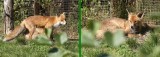 Foxes - one with bent over ears and one with straight ears