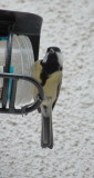Great tit on the alert