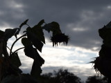 Spooky sunflower against an autumnal sky