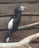 Silvery-cheekrd hornbill