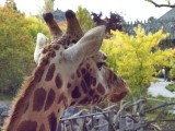 Giraffe observing the visitors in the park