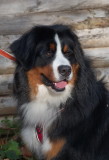 Bernese shepherds dog