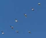 Flight formation for gulls