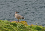 Youthful gull at Point Neist