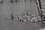 Snow-covered reeds in partially frozen pond