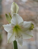 Amaryllis Day 2