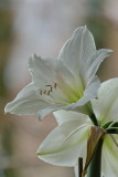 Amaryllis Day 4 close up