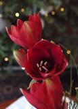 Red Amaryllis with stacks of blooms