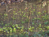 New growth emerging from the shallow pond