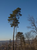 Tree standing tall while overlooking Esch