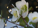 Helleborus - some belated Christmas cheer