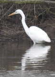 White egret looking for lunch