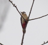 Woodpecker high up in the tree