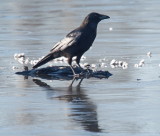 Crow hammering away at the frozen surface of the pond