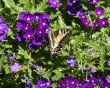Swallowtail butterfly