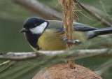 Great tit waiting for the lousy weather to go away