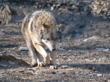 Grey wolf approaching