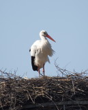 Finished inspecting the nest for today