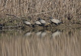 Turtles emerging from the winter months spent at the bottom of the pond