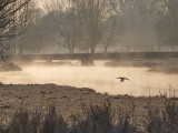 Duck taking flight in the early morning mist