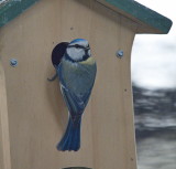 Blue tit taking up residence in our garden