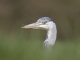 Grey heron sticking its head out from hiding in the grass